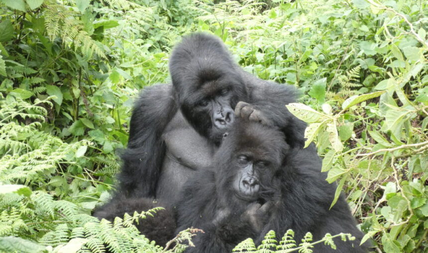 Mountain Gorilla Fun Facts