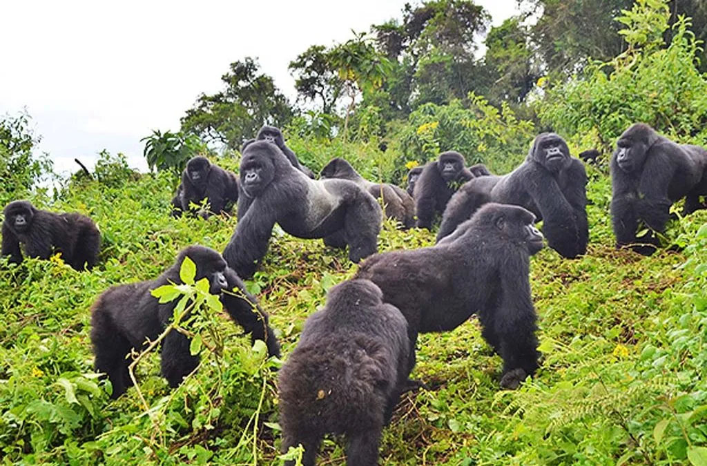 Saving Gorillas