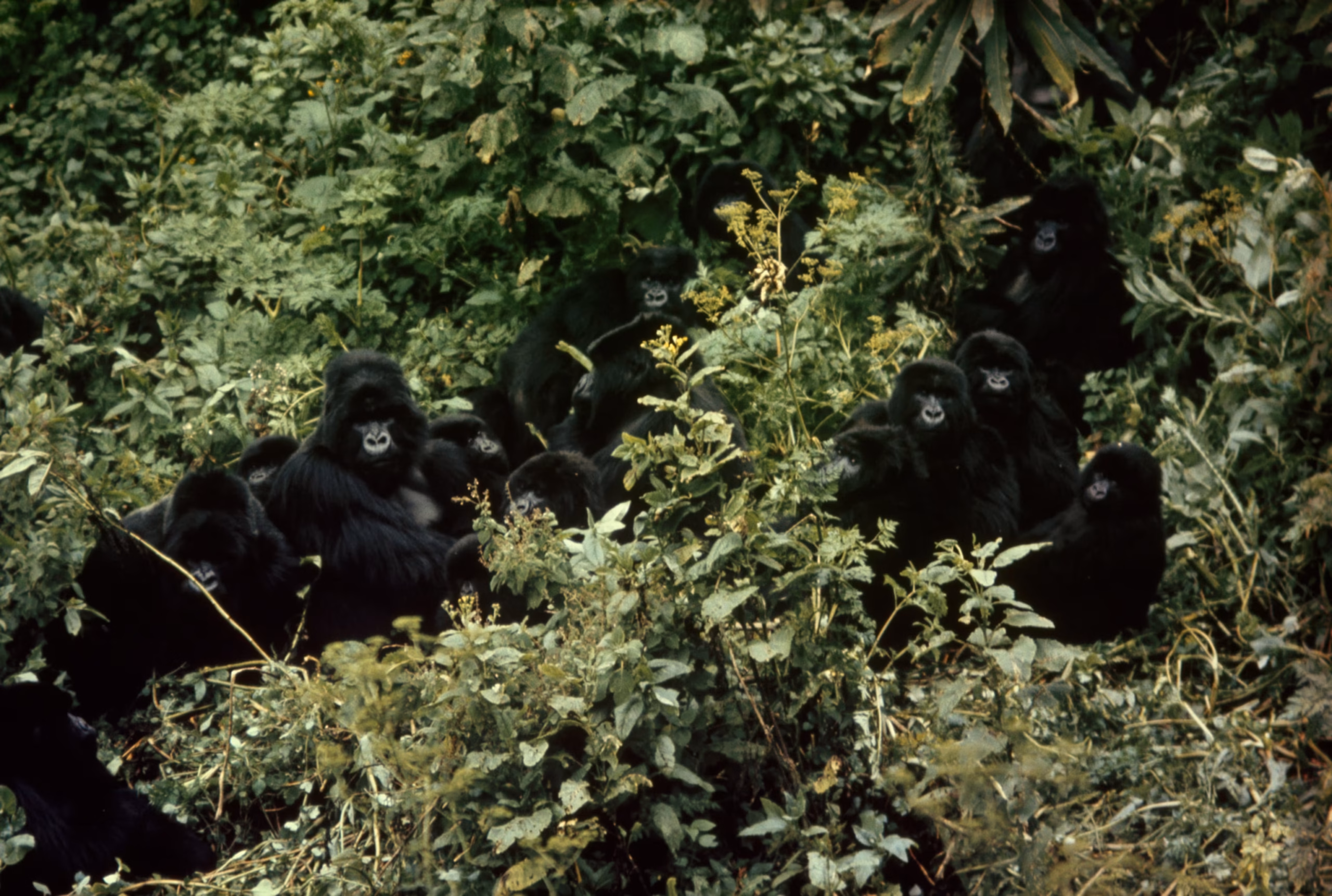 Top 25 Mountain Gorilla Fun Facts