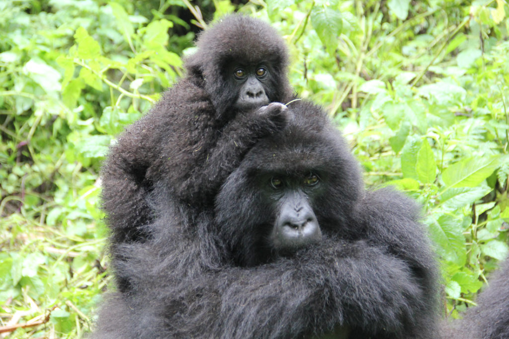 Silverback Gorilla Trekking Rwanda
