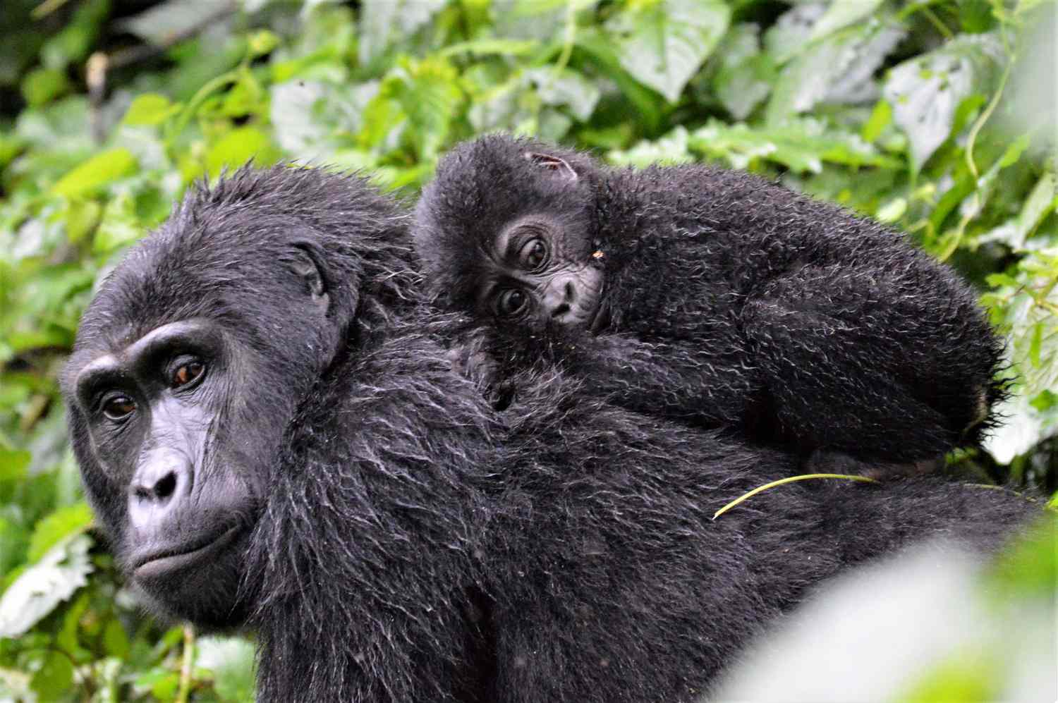 Silverback Gorilla Tours Rwanda