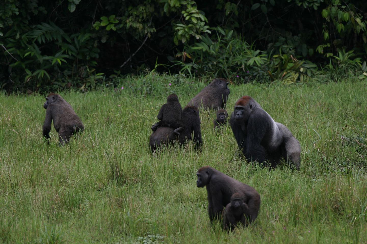 Gorillas in the Wild