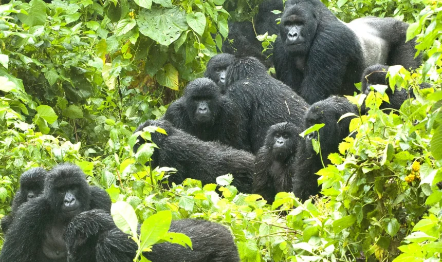 Gorillas in the Wild