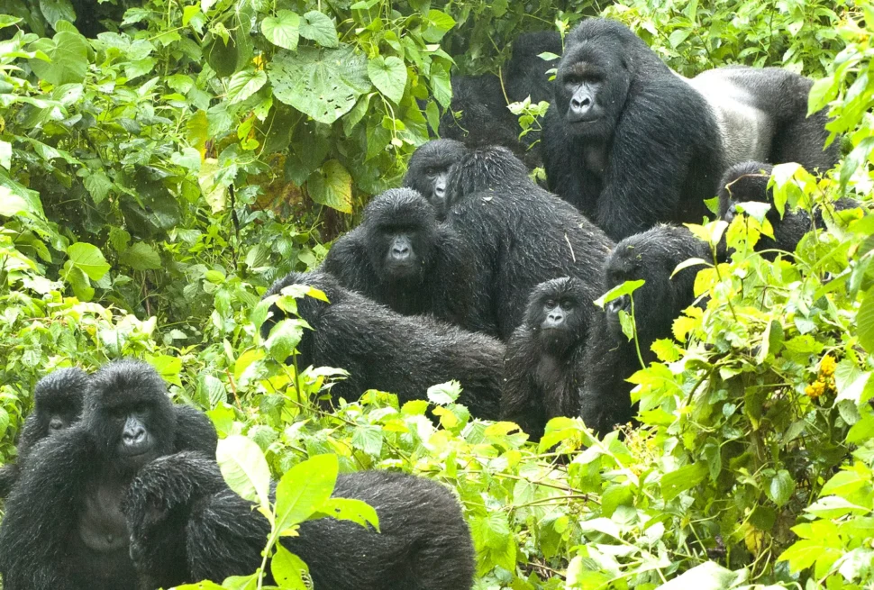 Gorillas in the Wild