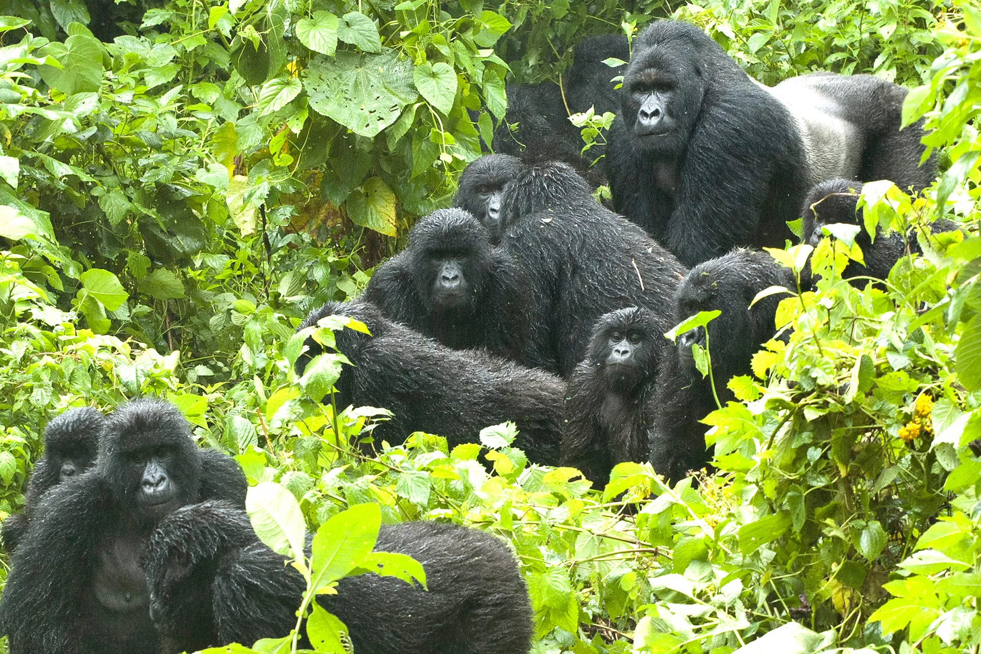 Gorillas in the Wild