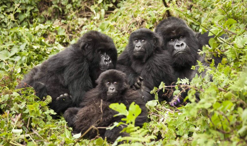 How Long Do Gorillas Live?