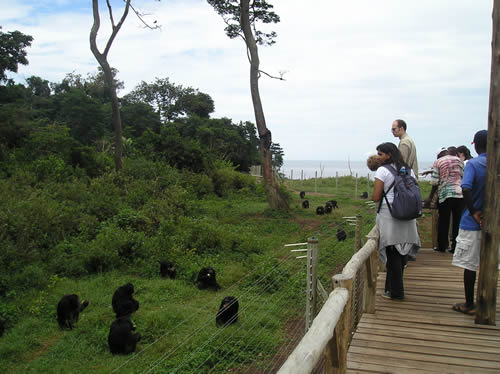 1 Day Ngamba Island Chimpanzee Safari