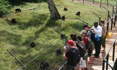 1 Day Ngamba Island Chimpanzee Safari