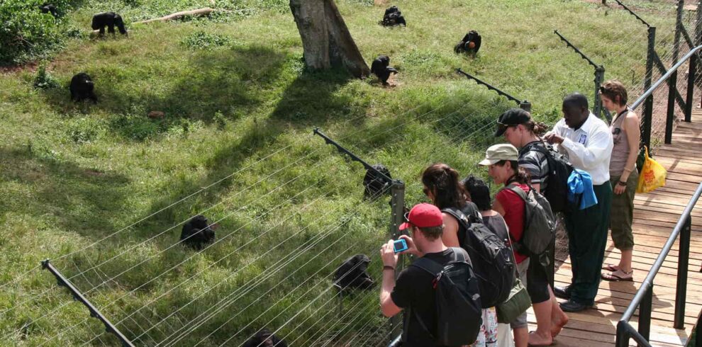 1 Day Ngamba Island Chimpanzee Safari