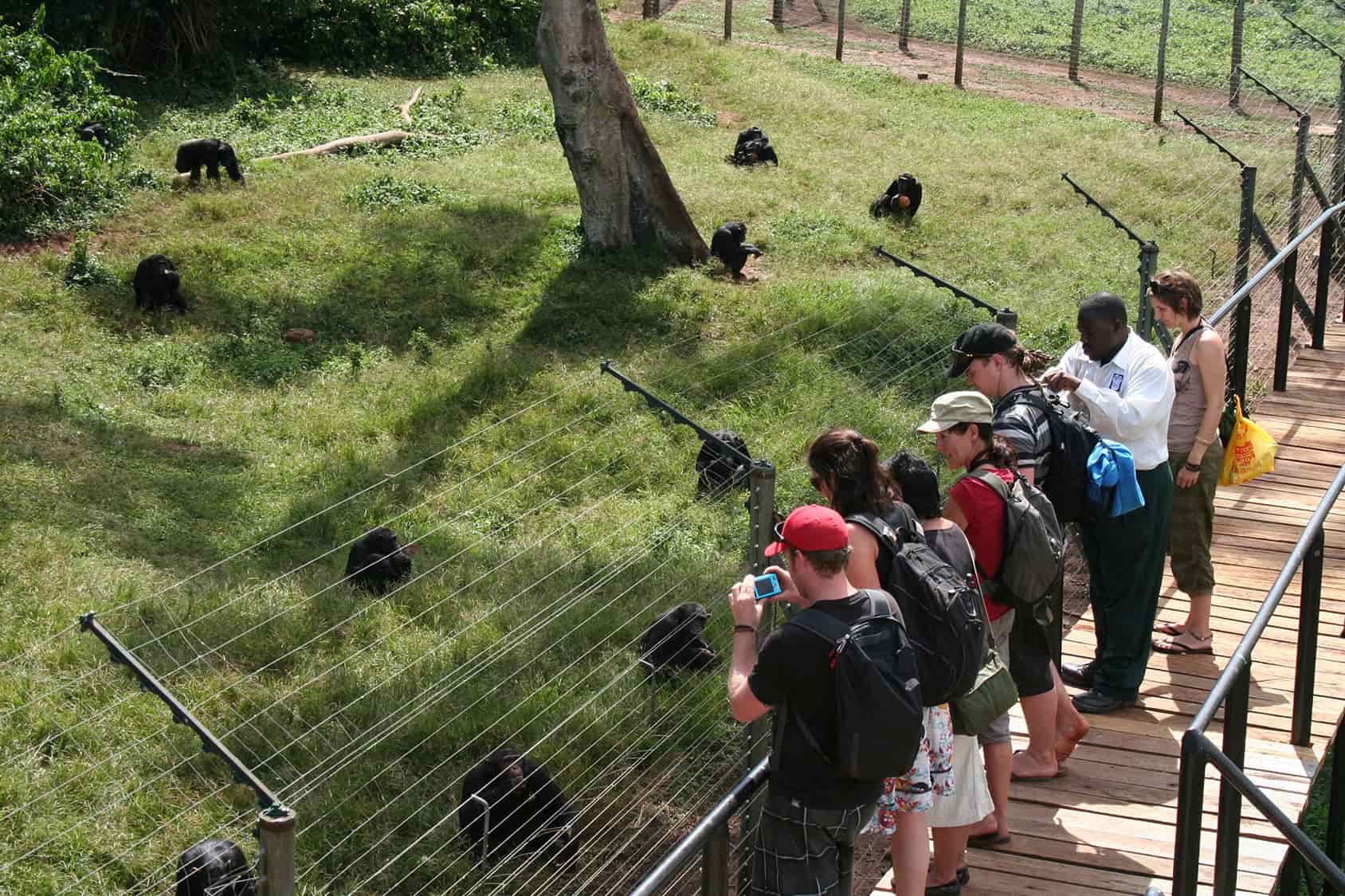 1 Day Ngamba Island Chimpanzee Safari