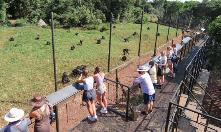 1 Day Ngamba Island Chimpanzee