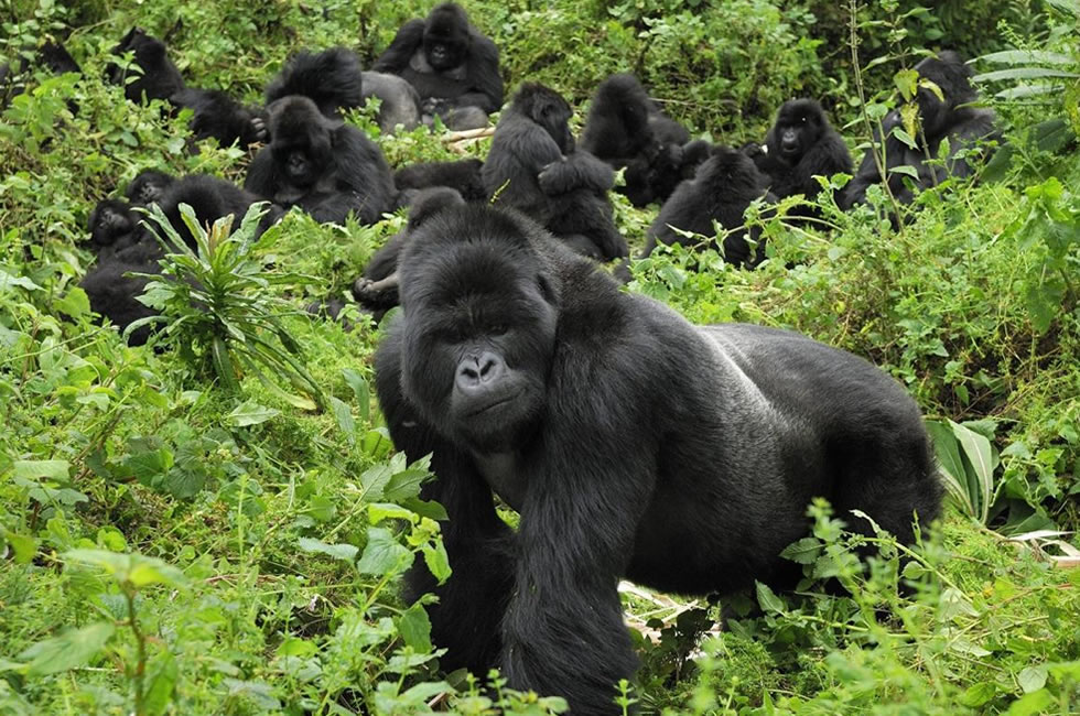 Mountain gorilla family in the wild – Saving Gorillas: From near extinction to growing population through conservation and responsible tourism