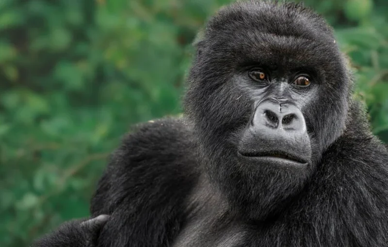 Saving Gorillas: A silverback mountain gorilla in the lush forests of Volcanoes National Park, Rwanda – symbol of successful conservation efforts
