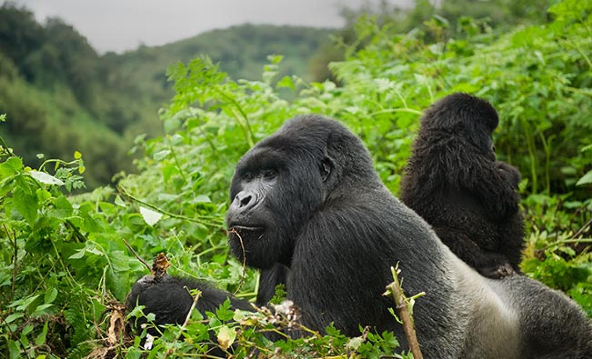 A majestic silverback gorilla standing in misty Virunga rainforest – Saving Gorillas conservation success story