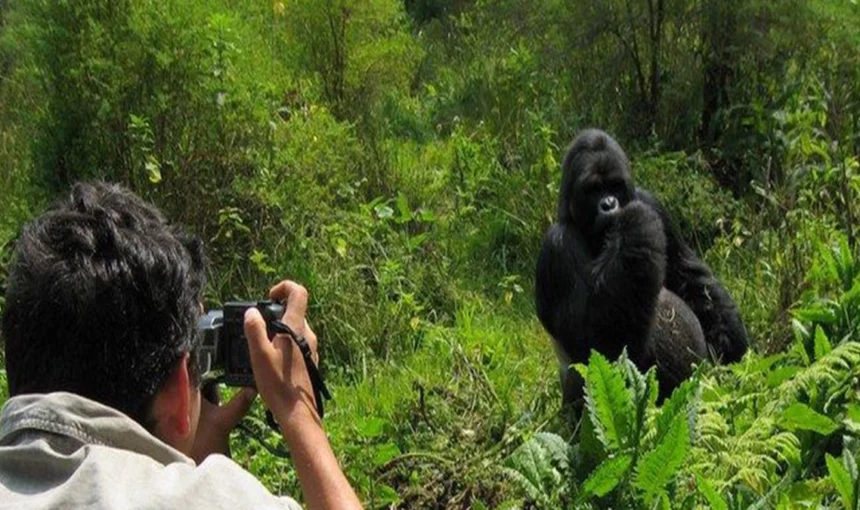 Silverback Gorilla Safari