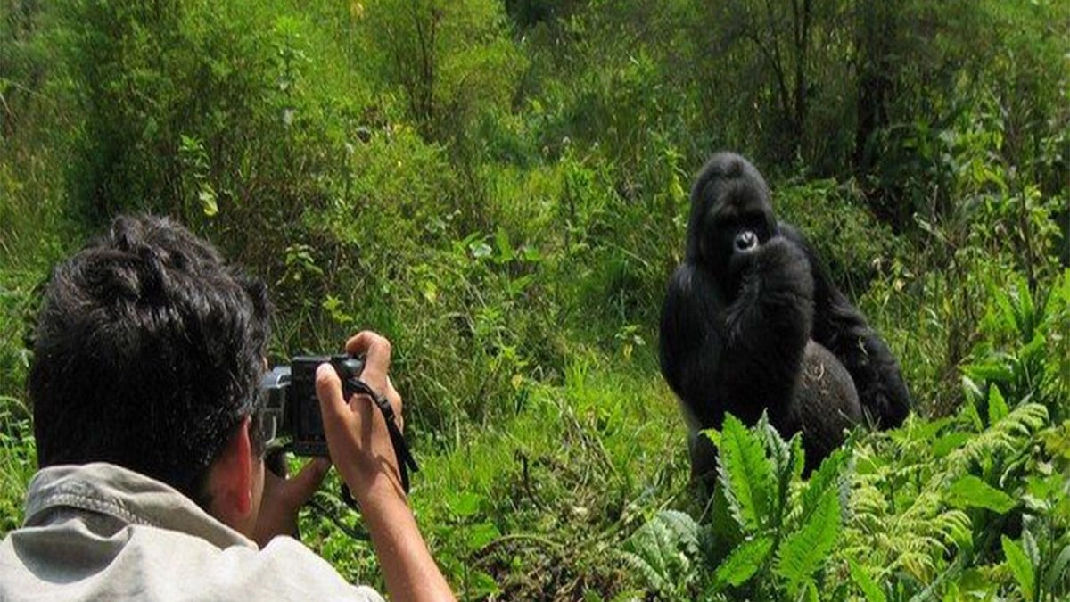 Silverback Gorilla Safari