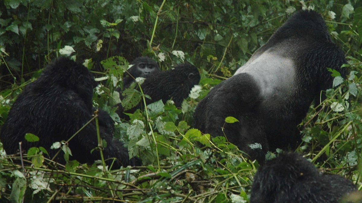 Silverback Gorilla Safari