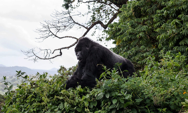 Silverback Gorilla Tours Rwanda