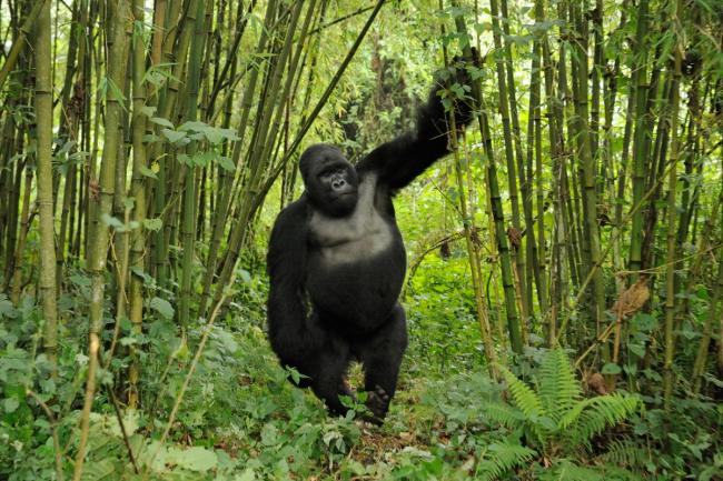 What Makes a Silverback Gorilla Unique?