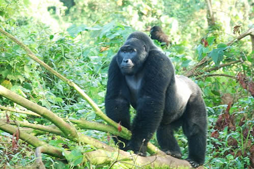 How Strong is a Silverback Gorilla