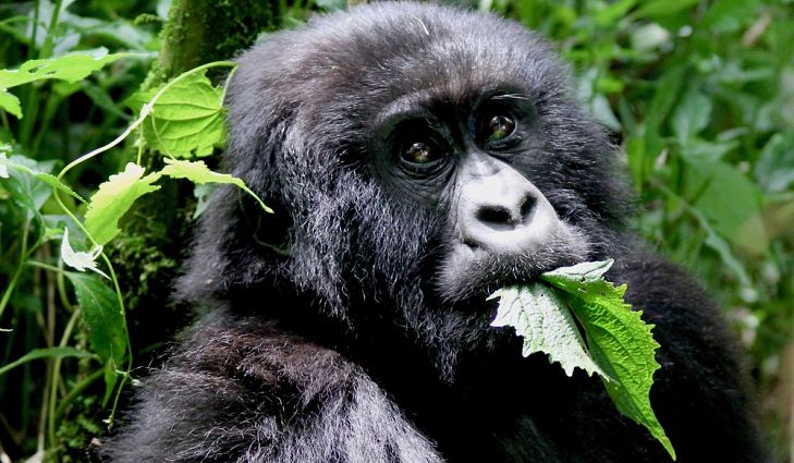 What Do Silverback Gorillas Eat