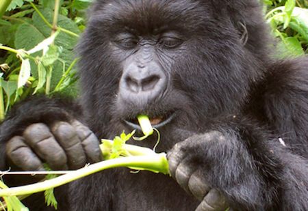 Silverback gorilla feeding in Volcanoes National Park – How gorilla tourism is helping save mountain gorillas in Rwanda and Uganda