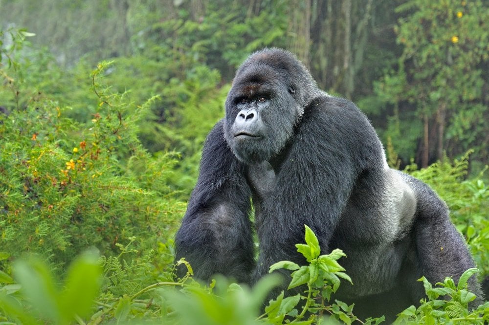 How Strong is a Silverback Gorilla