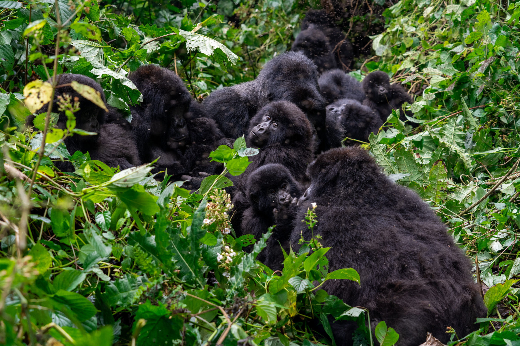 Saving Gorillas