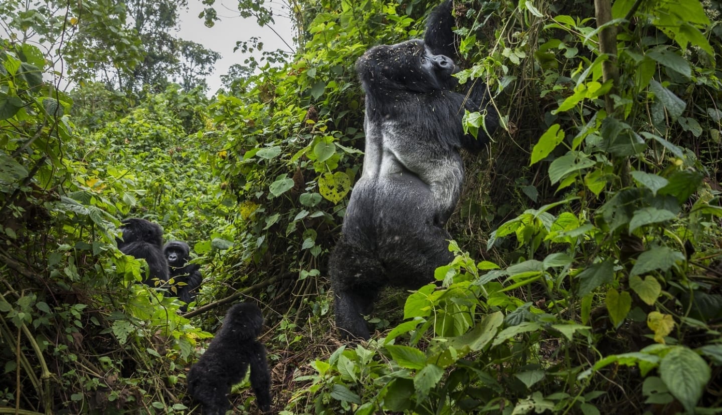Where Gorillas Live in the Wild