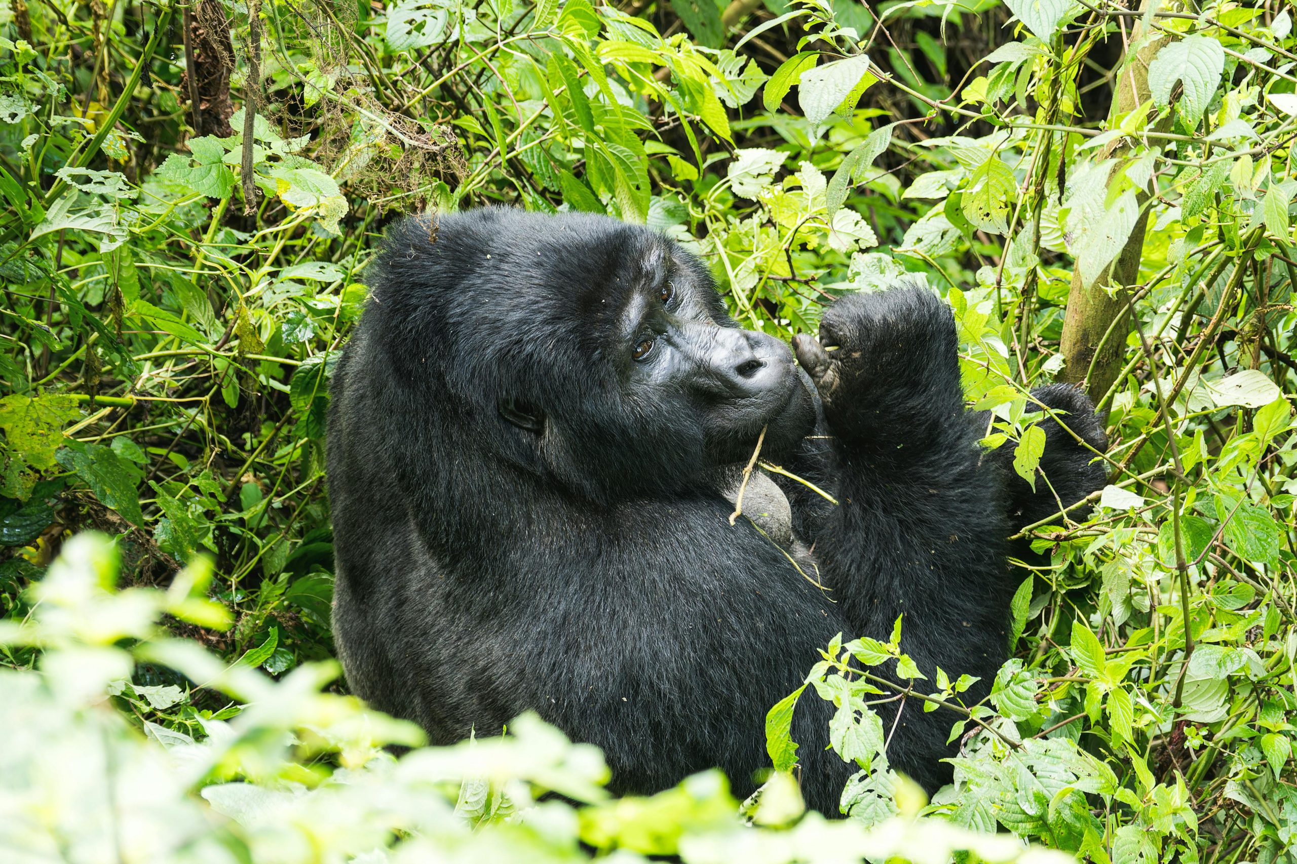 How Long Can Gorillas Live?