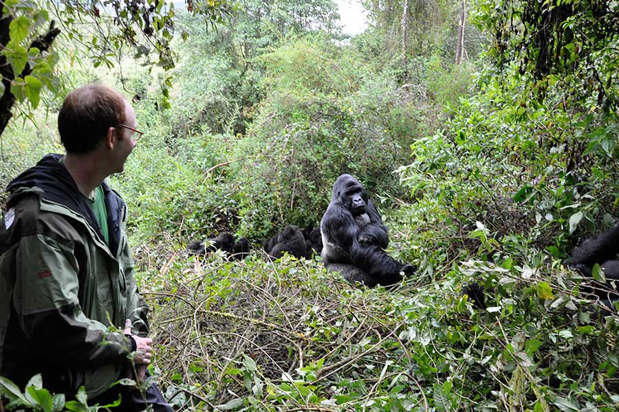 Silverback Gorilla Safari