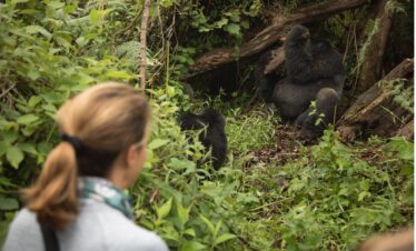 14 Days Gorilla Safari & Wildlife