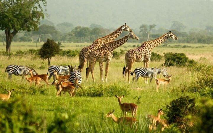 What is the Best Time for Wildlife Safaris in Uganda