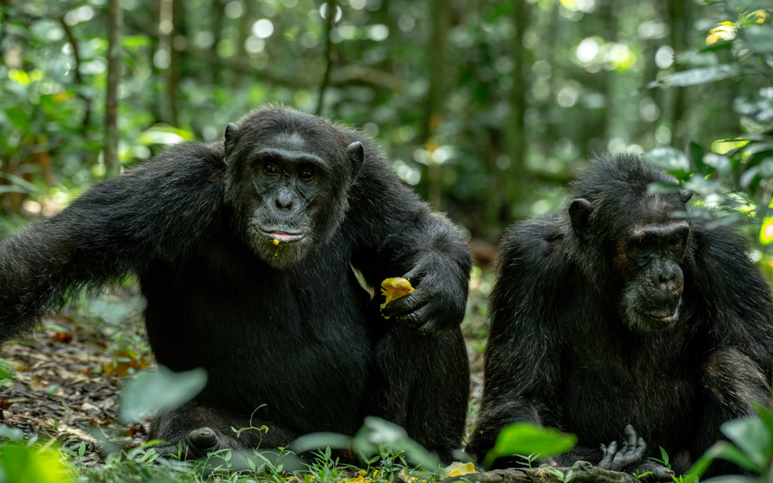 What is the Best Time for Chimpanzee Trekking