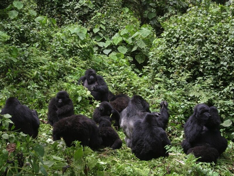 Mountain Gorillas Endangered Species