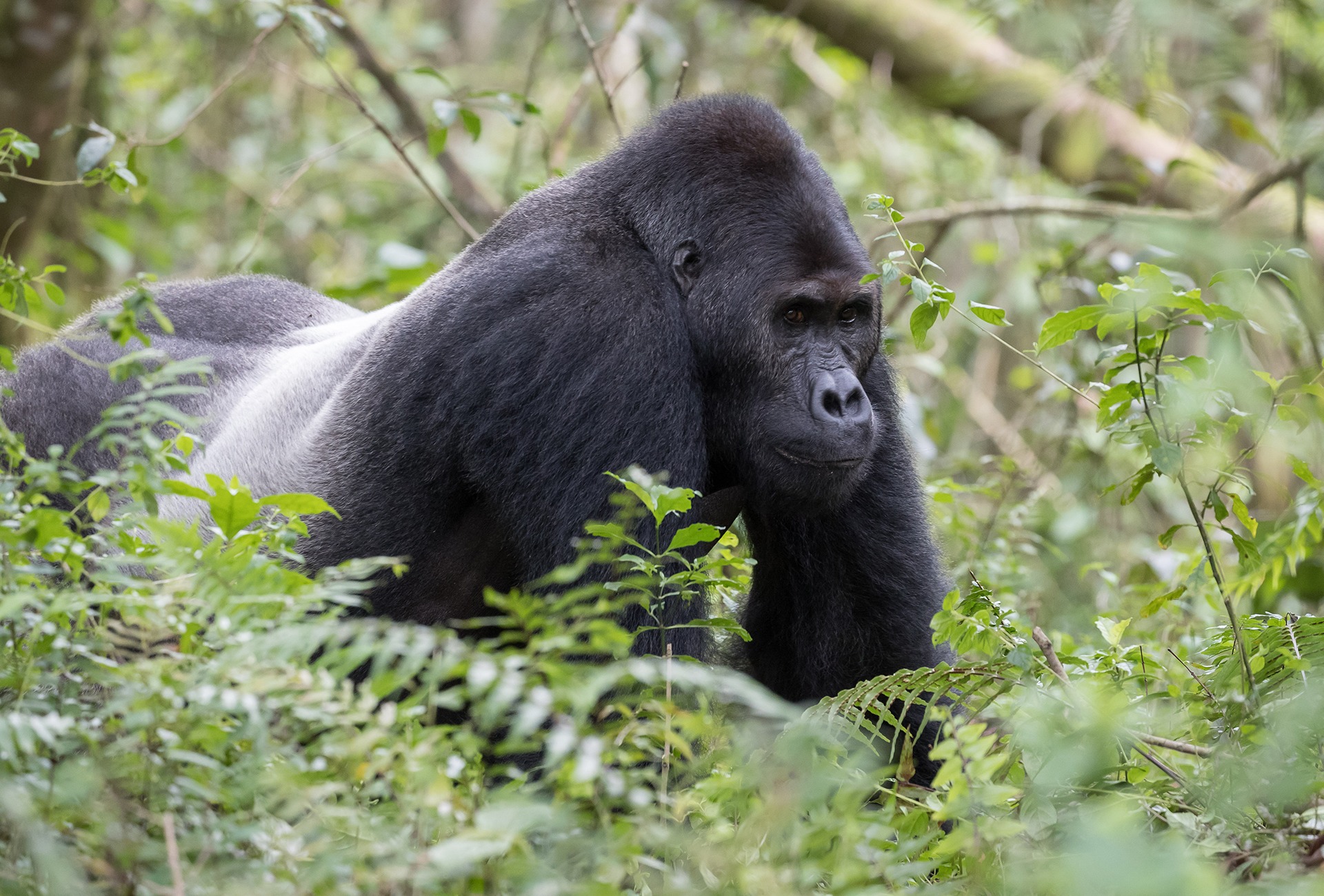 Silverback Gorilla Diet & Foraging Behavior