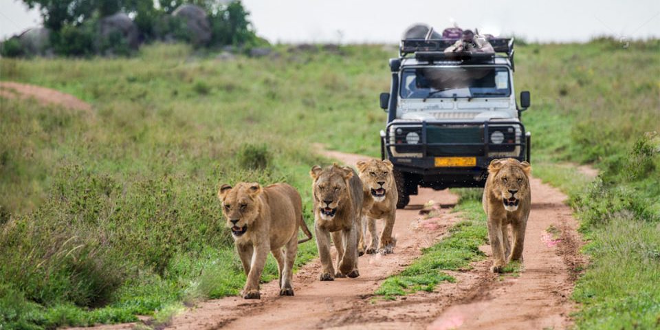 When is Best Time to Visit Uganda