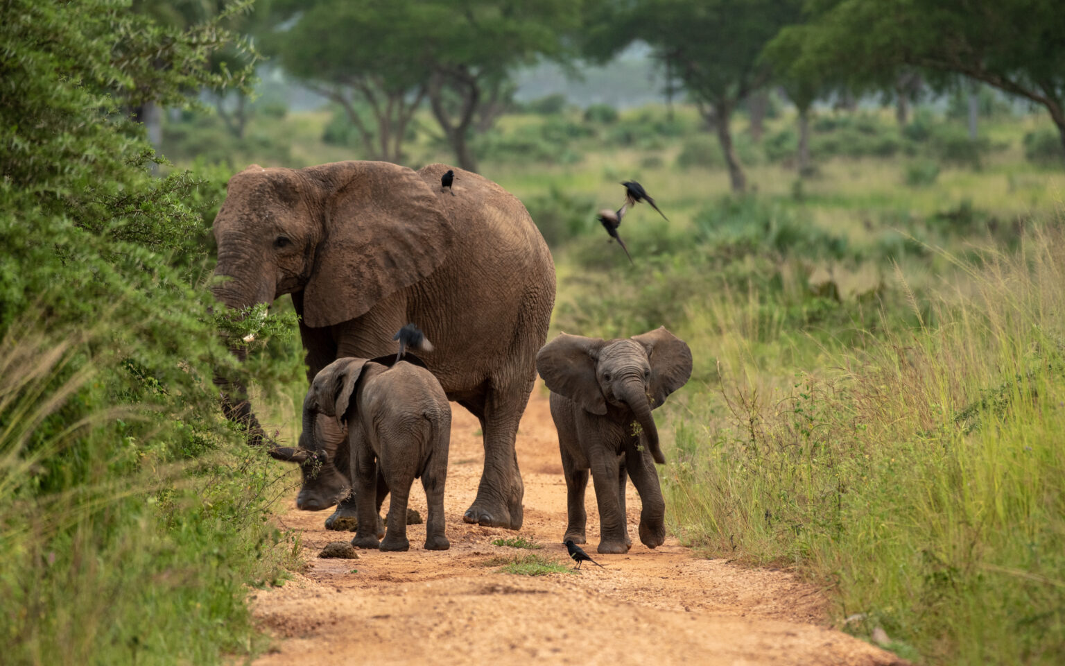 Best Time to Visit Uganda Gorillas and Wildlife