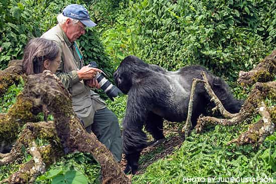 Best Time to Visit Uganda Gorillas