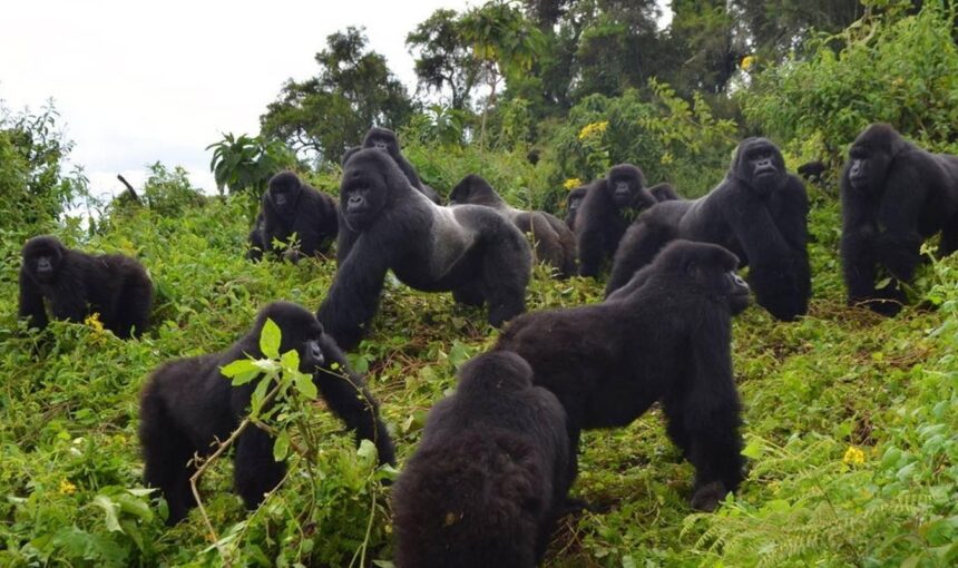 Mountain Gorilla Conservation Funding