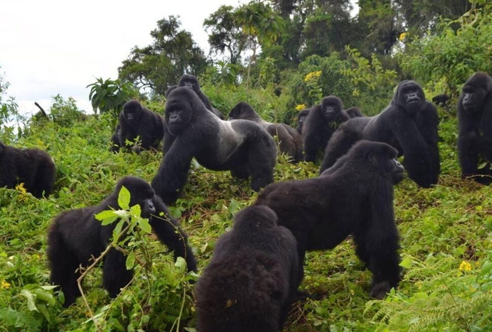 Mountain Gorilla Conservation Funding