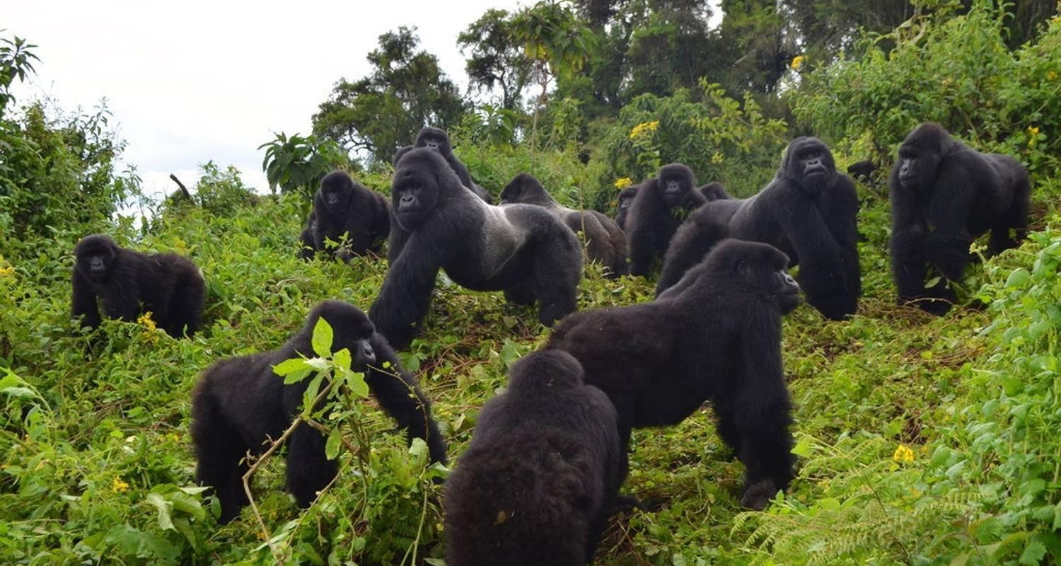 Bwindi Gorilla Trekking Safari