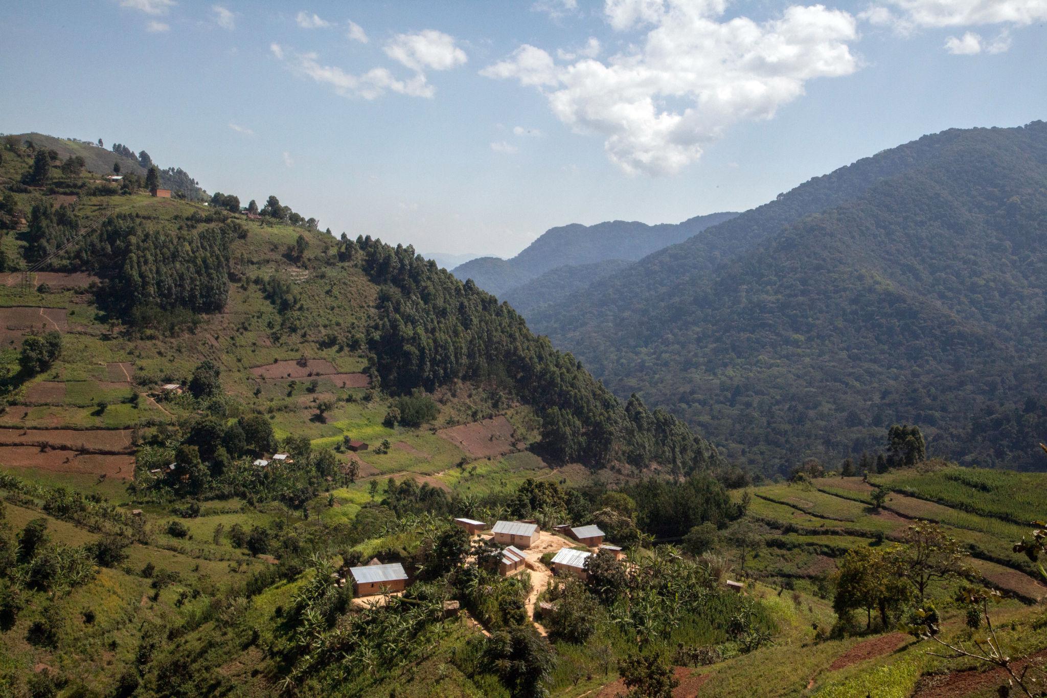 Bwindi Gorilla Trekking Safaris