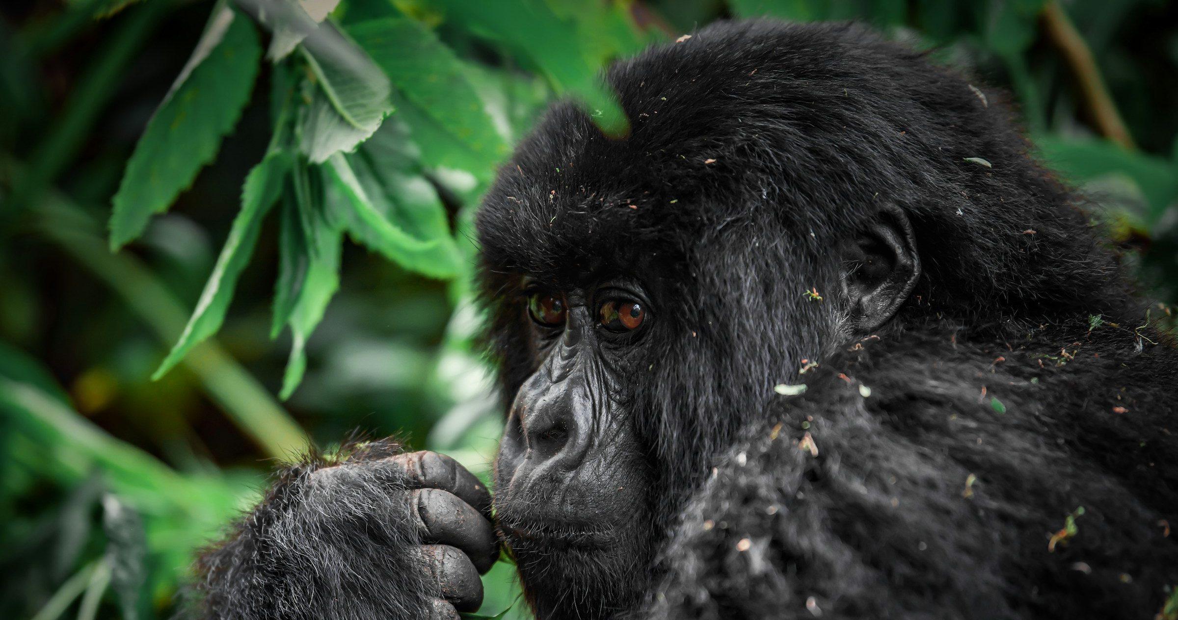 Rwanda Gorilla Trekking Experience: What Happens on Trek Day