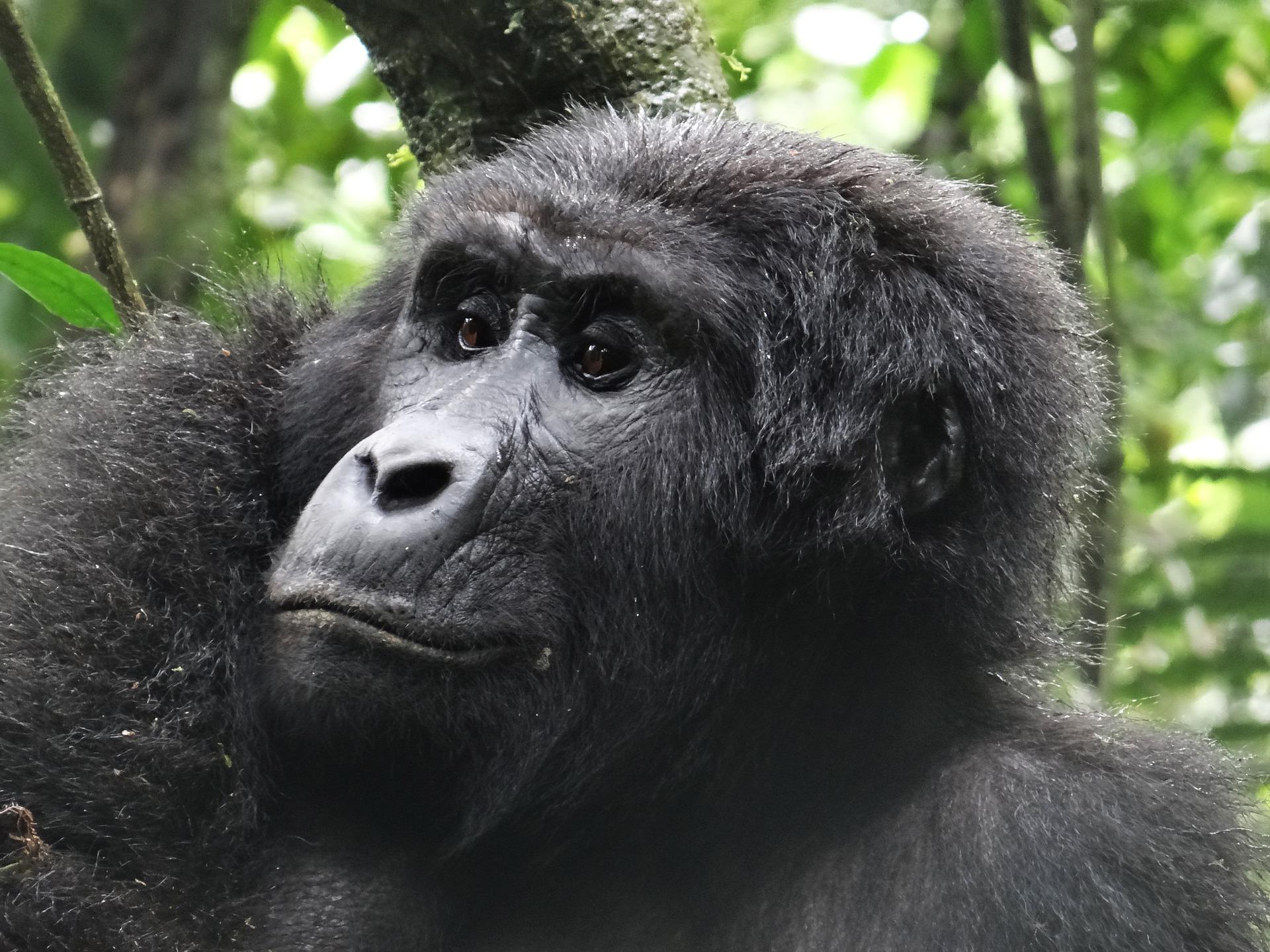 Uganda Gorilla Trekking Tours