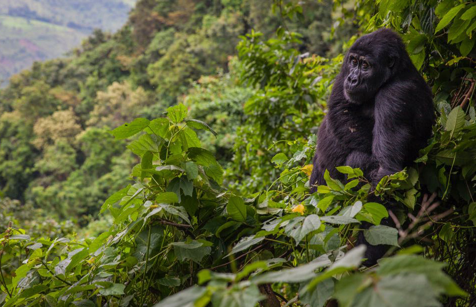 Bwindi Impenetrable National Park weather