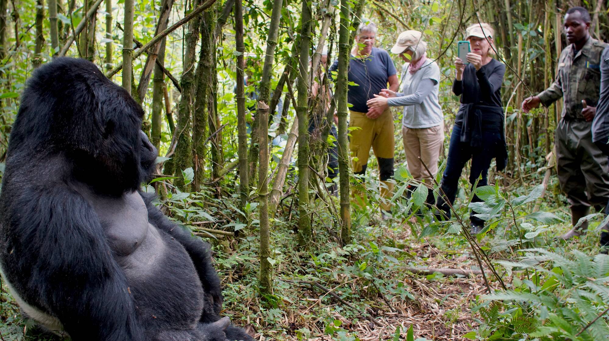 What Are Rwanda Gorilla Trekking Tours?