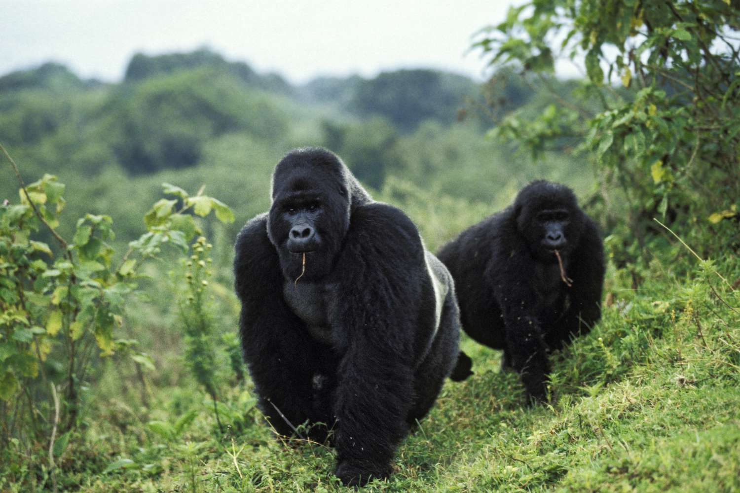 Cost of Gorilla Trekking in Uganda, Rwanda and Congo