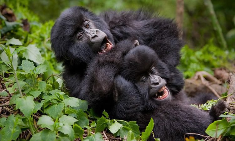How Gorilla Trekking Permit Money Is Used