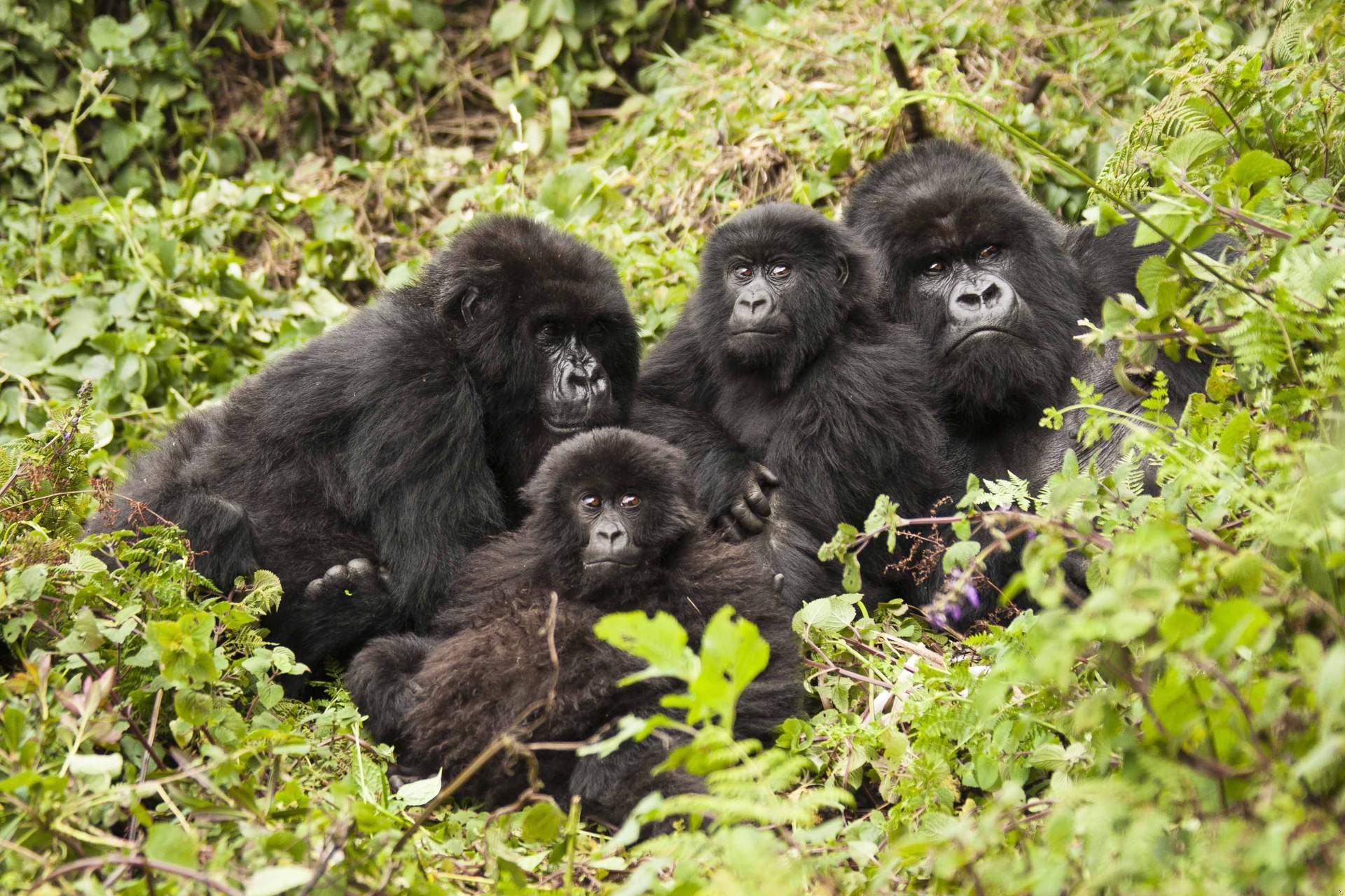 Best Time to Visit Bwindi National Park